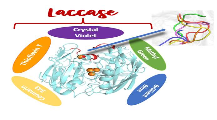 Substrate promiscuity of fungi generated enzyme Laccase shows potential in degrading industrial dye effluents