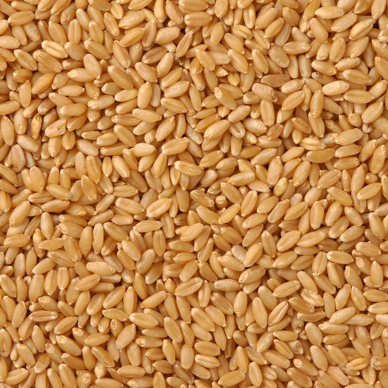 252 Lakh Metric Ton (MT) wheat procurement done so far