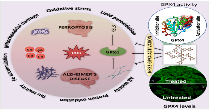 Potential treatment route for Alzheimer’s disease found in natural polyphenol