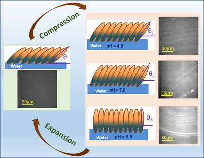 Indian Scientists fabricate 2D protein monolayer