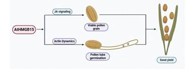 Indian scientists have identified a new gene that opens up new possibilities for improving crop fertility and seed production