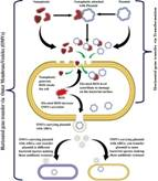 Indian scientists identify nano-plastics as emerging factor in spread of antibiotic resistance