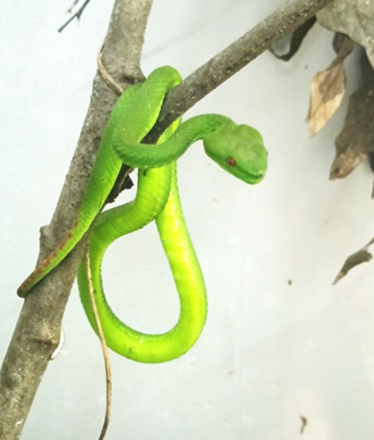 Venom Unveiled: The Deadly Science Behind Pope’s Pit Viper of Northeast India