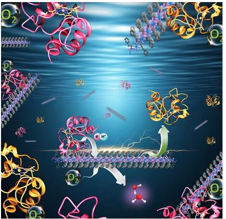 Indian Researchers have uncovered a novel property of metallo-nanozymes