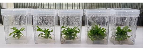 Indian Researchers Team Finds Pineapple’s Anti-Fungus Gene