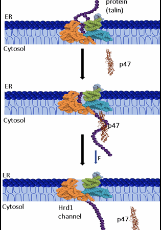 Scientists Uncover Cell’s Silent Guardian With Therapeutic Promise