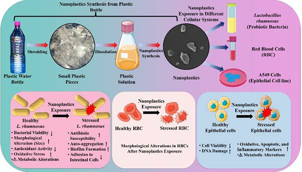 Research Finds Nanoplastics in Single-Use Bottles Damage Gut Microbes and Cells