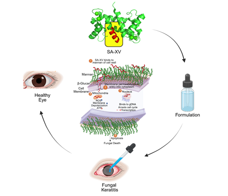 Indian Researchers Explore Peptide Eye Drops for Faster Healing