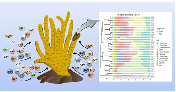 Scientists Reveal Key Role of Sponge-Associated Microbes in Combating Metal Pollution