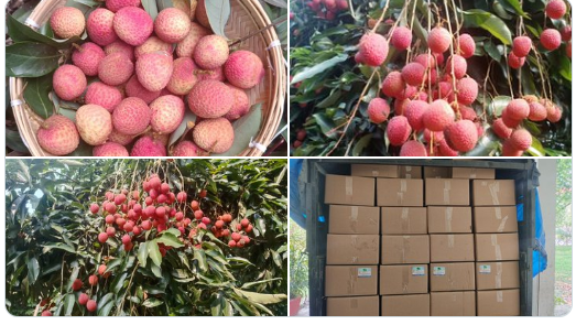 APEDA facilitates export of GI-tagged Tezpur litchi from Assam to Dubai