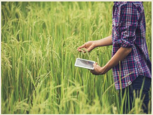 Wild Rice Conservation Gets Major Boost as Assam’s