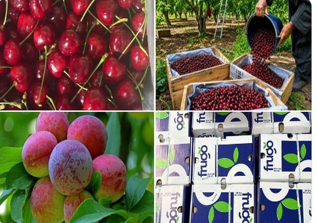 APEDA has shipped the first consignment of Jammu & Kashmir’s Areko cherries and Sentroza plums to the UAE