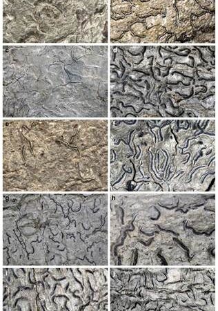 Scientists Discover Five New Species of Lichen-Forming Fungi