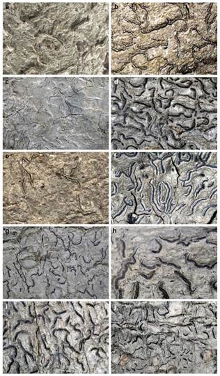 Scientists Discover Five New Species of Lichen-Forming Fungi