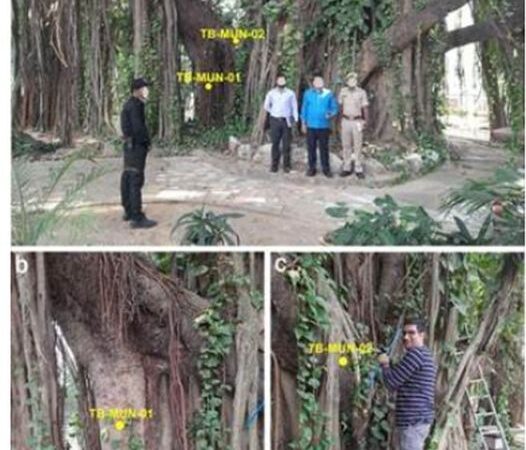 Scientists Confirm 700-Year-Old Munger Banyan as Oldest Scientifically Dated